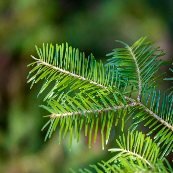BALSAM FIR - South FL Candle Supply