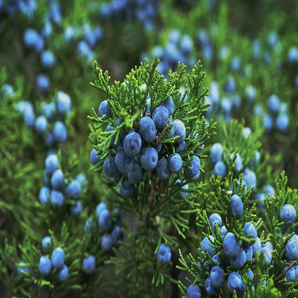 JUNIPER BREEZE (TYPE) - FRAGRANCE OIL - South FL Candle Supply